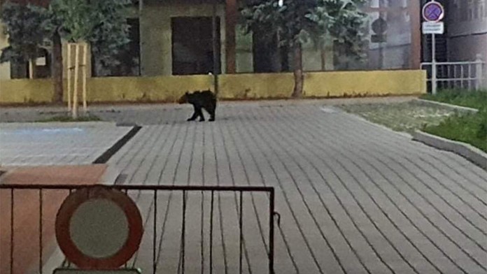 Medveď v Žiari nad Hronom.
