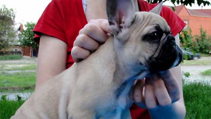 Pozor na inzerát vymyslenej leteckej spoločnosti. Ponúka šteniatko z Paríža