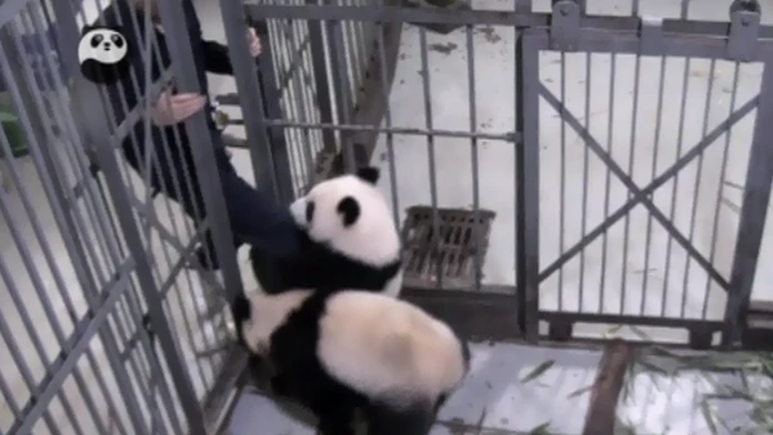 panda.png