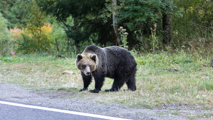 Ďalšieho medveďa z cintorína v Ružomberku odchytili. Za bieleho dňa ich spozorovali aj v ďalších obciach