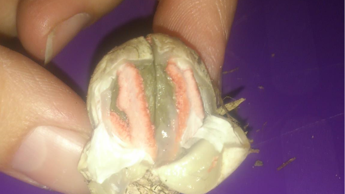 Mrežavka Archerová