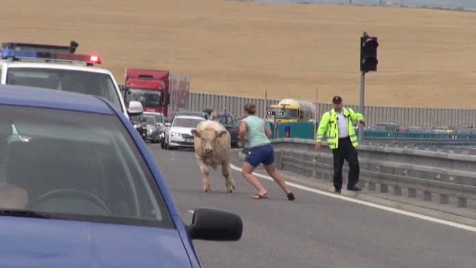 Zviera sa nedarilo chytiť.