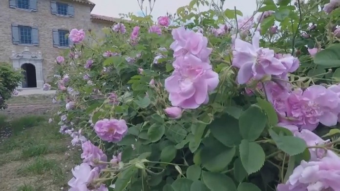 Ružový sad vo francúzskom Pégames.