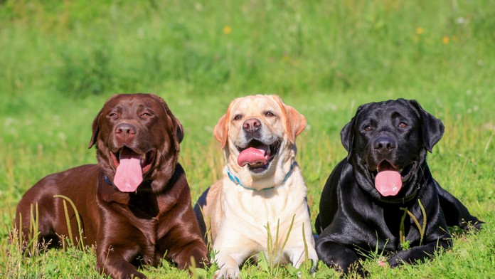 Vedci odhalili najagresívnejšie psie plemená. Dôležitá je aj farba srsti