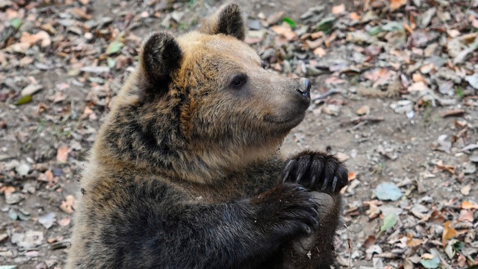 Úrady v Lučenci vystríhajú pred návštevou lesa: Neďaleko obydlí videli medveďa