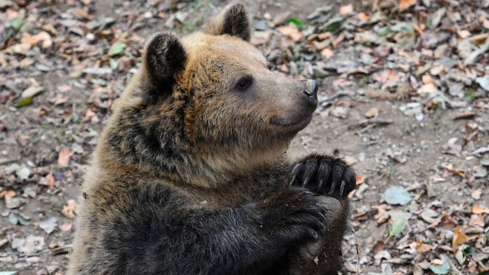 Úrady v Lučenci vystríhajú pred návštevou lesa: Neďaleko obydlí videli medveďa