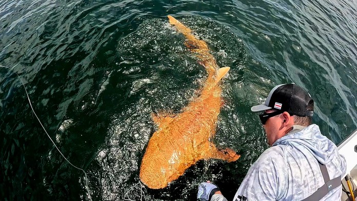Neverili vlastným očiam: V Kostarike objavili nevídaného oranžového žraloka s bielymi očami