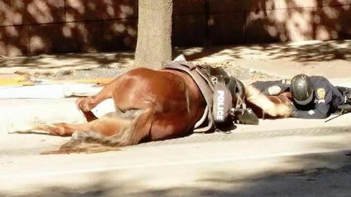 konik.jpg
