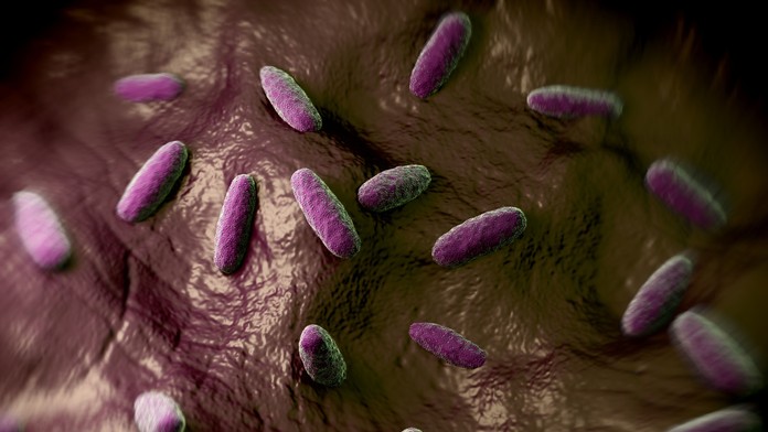 Salmonelóza - baktéria