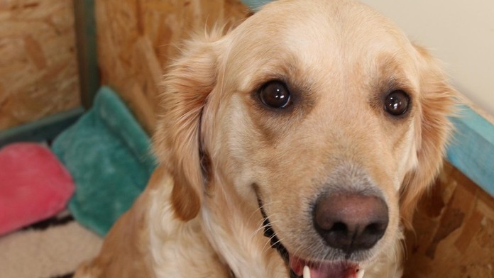 Trojročná Rio priviedla na svet deväť šteniatok