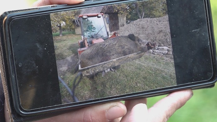 Dvestokilový diviak.