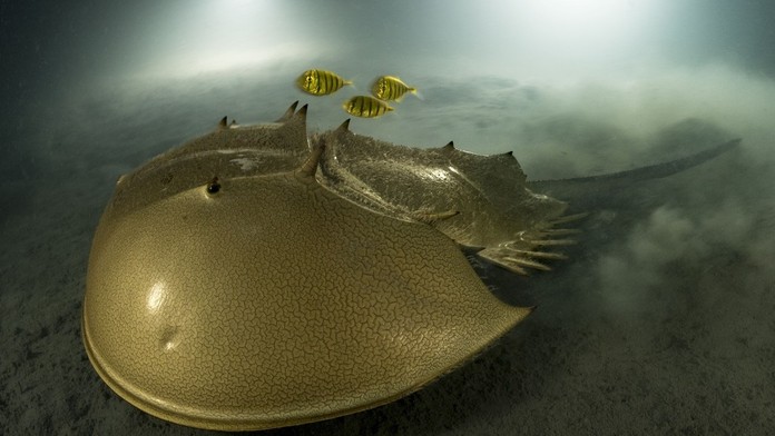 FOTOGALÉRIA: Dychberúce momentky z prírody. Súťaž ovládla snímka tvora, ktorý je starší ako dinosaury