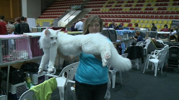 Mainská mývalia mačka.