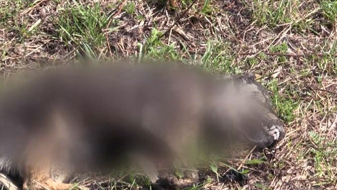 Kolumbijčan James Rodríguez reaguje v príprave proti Paname.