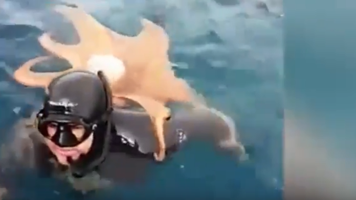 Chobotnici sa nechcelo zliezť z mužovho chrbta.