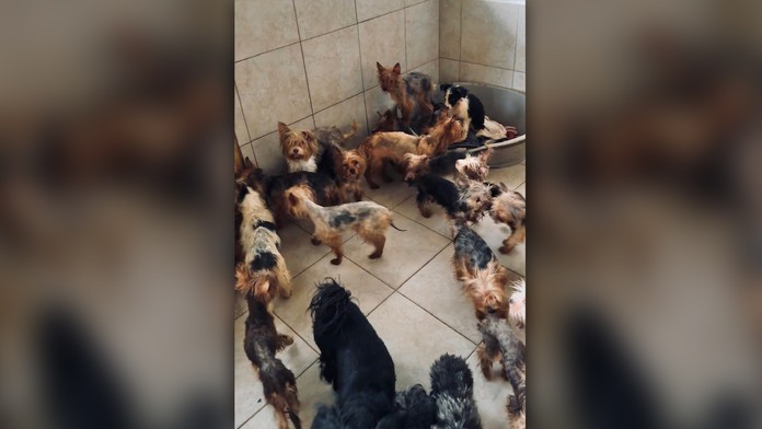 Žena pri V. Krtíši chovala v otrasných priestoroch desiatky psov. Objavili tam aj výskyt nákazlivého ochorenia