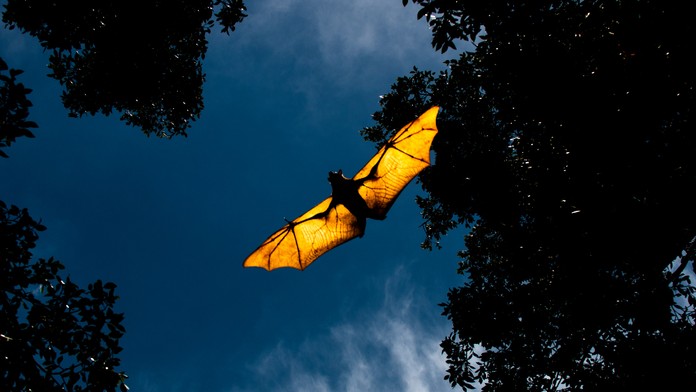 Vedci zistili, prečo sú vírusy, ktoré prenášajú netopiere, pre človeka také smrtiace