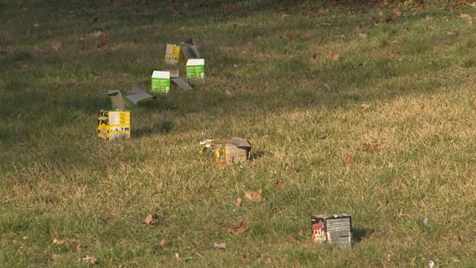 Egyptská hus na slovenských jazerách.