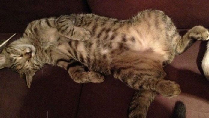 Mačky v kaviarni Café des Chats v Paríži - 3