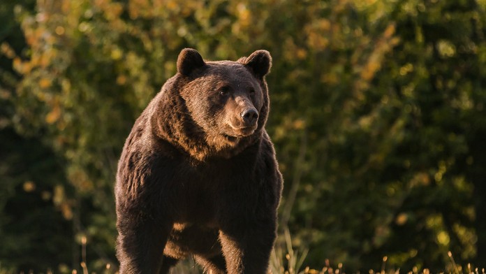 Medveď hnedý menom Arthur 