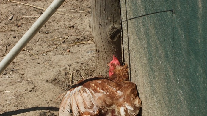 Nebezpečná nákaza zabila za pár hodín takmer celý chov hydiny. Veterinári odhalili aj jej pravdepodobný zdroj