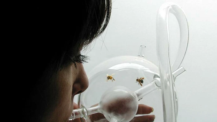 BEE'S project
