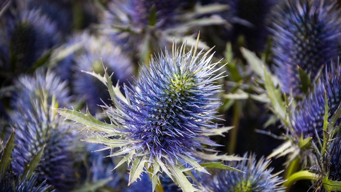 Bodliak - ilustračná snímka