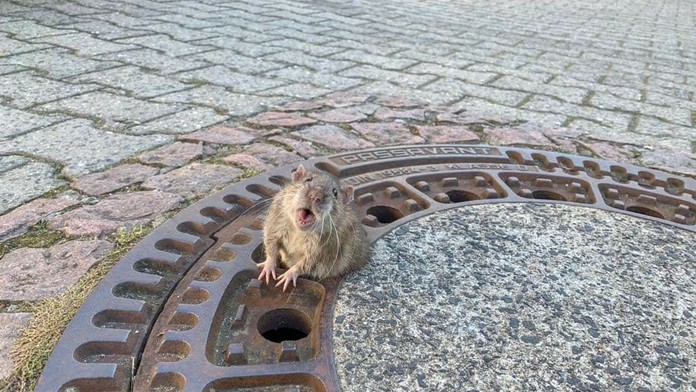 CHART SHOW Celeste Buckingham - Shape of You (Ed Sheeran).mp4