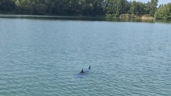Paddleboardista nakrútil na Zelenej vode obrovskú rybu pripomínajúcu žraloka. Rybári hovoria o „starom známom“