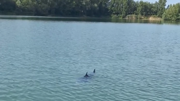 Paddleboardista nakrútil na Zelenej vode obrovskú rybu pripomínajúcu žraloka. Rybári hovoria o „starom známom“