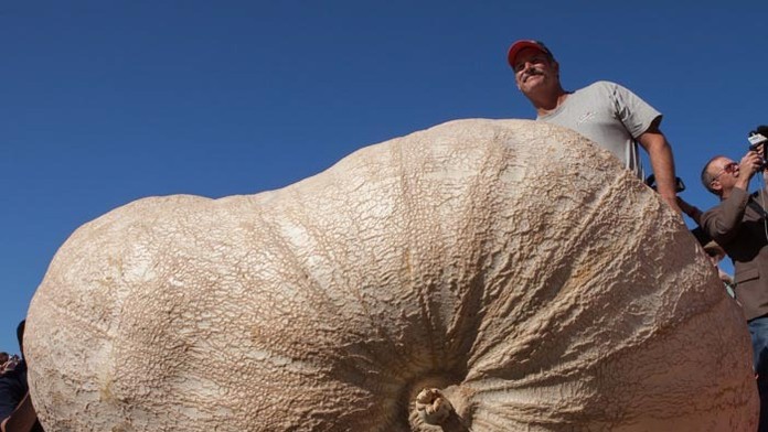 John Hawkley pózuje so svojou víťaznou tekvicou, ktorá váži 933,5 kilogramu, počas 41. majstrovstiev sveta pestovateľov tekvíc v