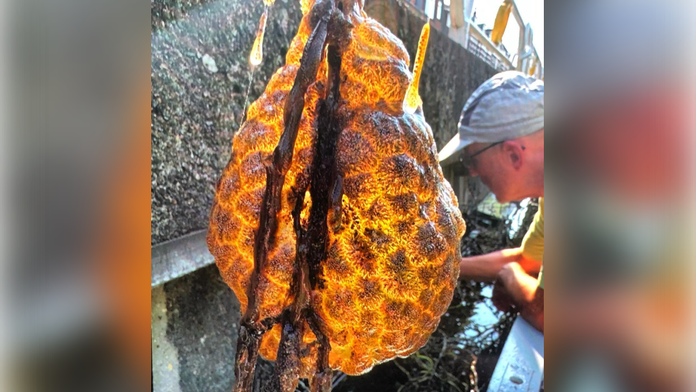 Vo vodnom kanáli v Holandsku objavili rôsolovité čudo. Obrovská rarita, zhodli sa biológovia