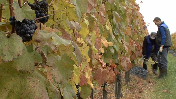 Ak patríte medzi milovníkov kvalitného vína, veľmi vás nepotešíme