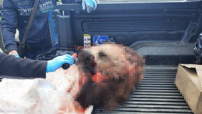 Žena mala nelegálne uloviť medvedicu a naporciovanú ju chcela previezť cez hranice. 