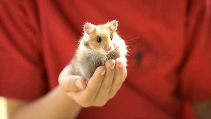 Do nákladného priestoru lietadla uniklo 132 škrečkov. (ilustračná snímka)