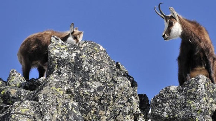 Kamzík vrchovský tatranský