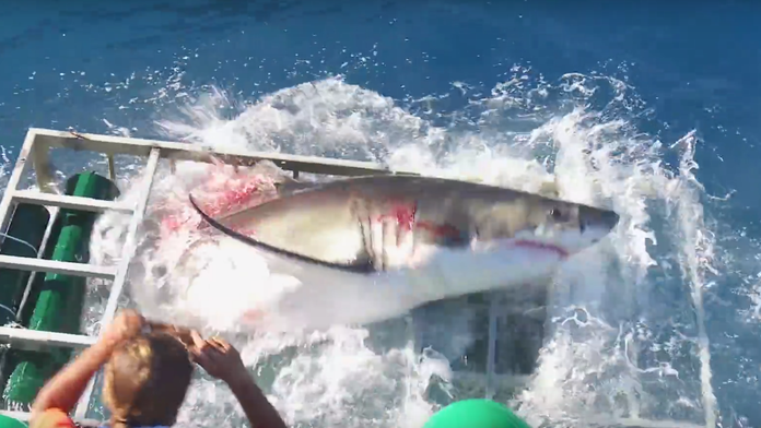 Žralok vylieza z klietky pre potápačov.