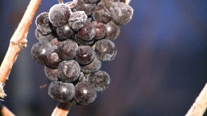 ladove-vino.jpg