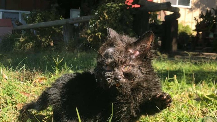 Hráči Turecka reagujú po kvalifikácii ME 2020 proti Islandu.