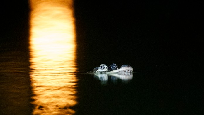 Aligátor v parku v Chicagu