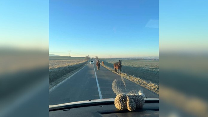 Cestu im skrížili tri majestátne kone 