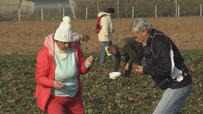 Zber jahôd v Piešťanoch.