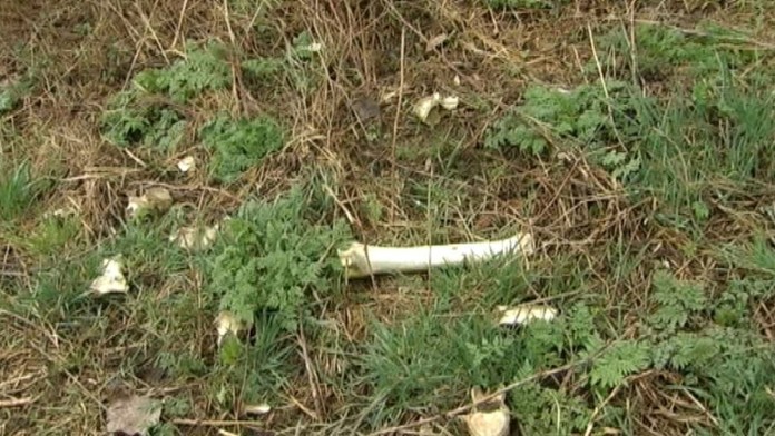 19 Tyrane kone.transferweb_jpg_bez_watermarku_1.jpg