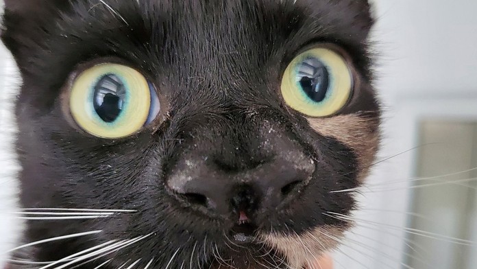 Mysleli si, že zachránili mačku s veľkým ňufákom, v skutočnosti má nosy dva. Veterinárka hovorí o rarite