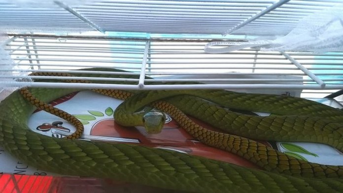 V Prahe pátrajú po mambe zelenej