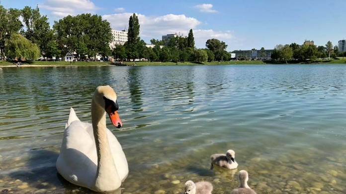 POLAK-VAZBA_tvnoviny.mp4