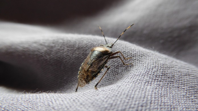 Chorvátsko zaplavil zapáchajúci hmyz. Miestna obyvateľka vyrozprávala hrozivú skúsenosť