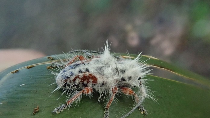 Skoro si ho pomýlili s vtáčím trusom. V Austrálii objavili nový druh chrobáka s „punkovým účesom“