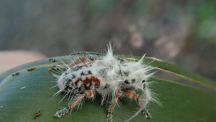 Skoro si ho pomýlili s vtáčím trusom. V Austrálii objavili nový druh chrobáka s „punkovým účesom“