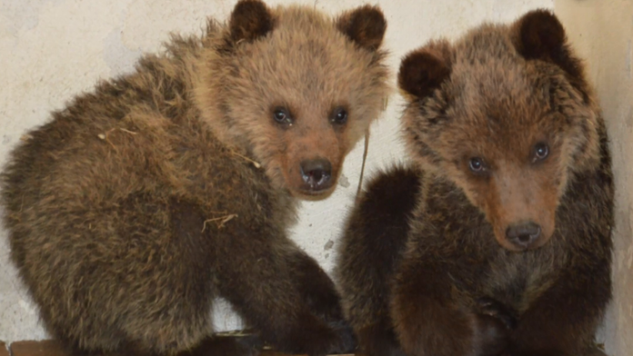 Mláďatá medvedice Inge